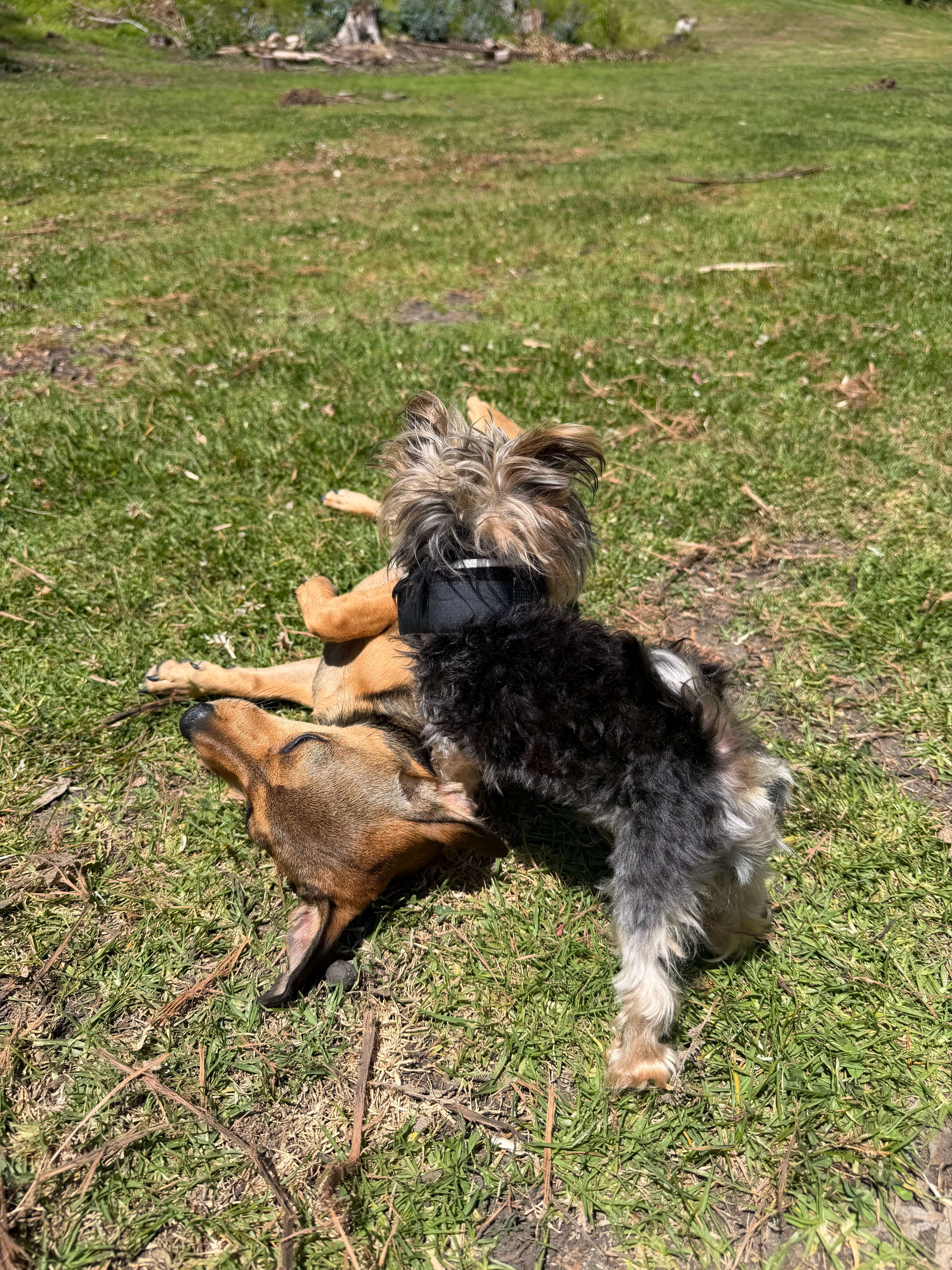 Two dogs playing together on the grass at Canine Co.