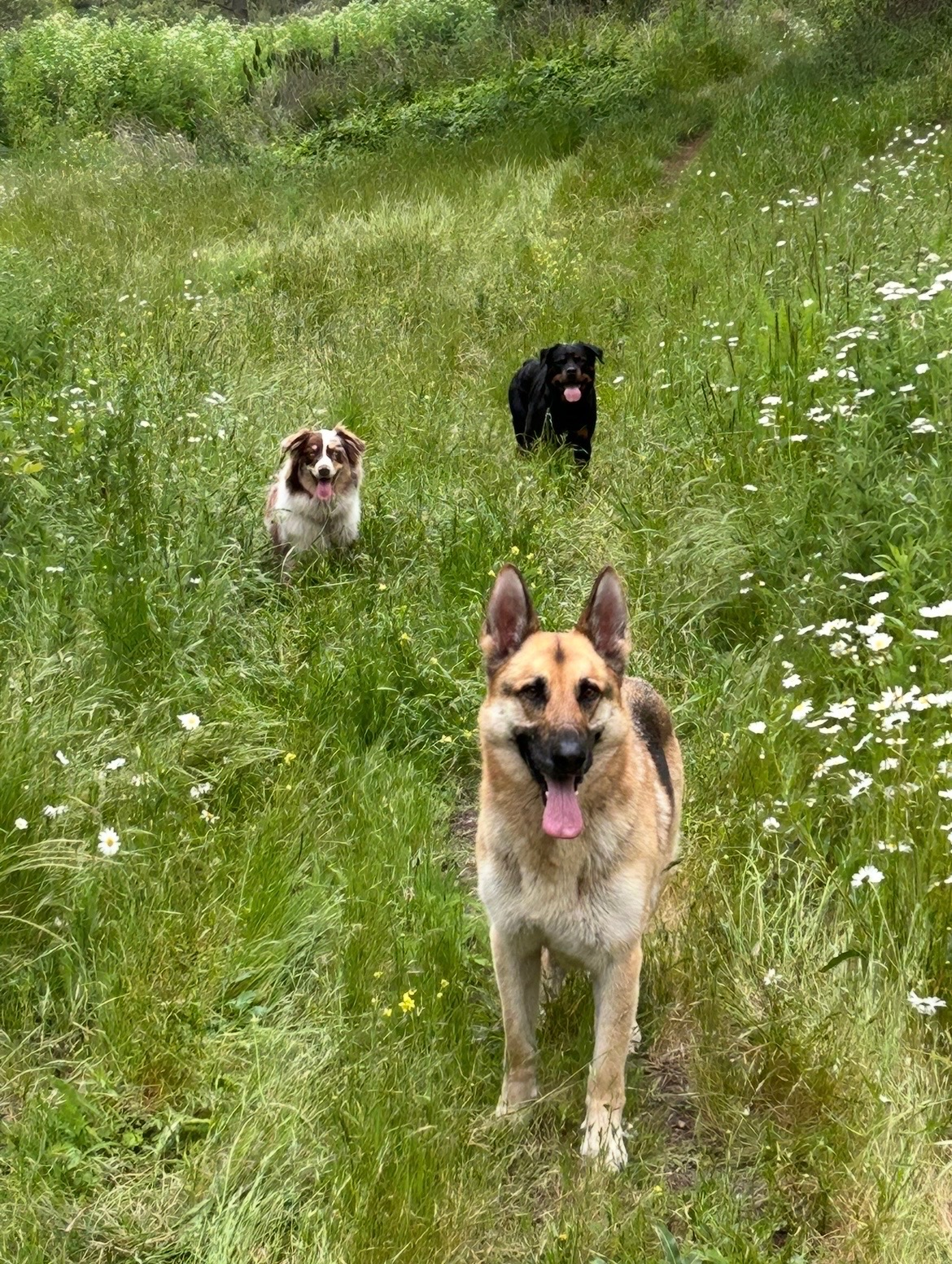 A happy group of dogs together on the Canine Co. grounds