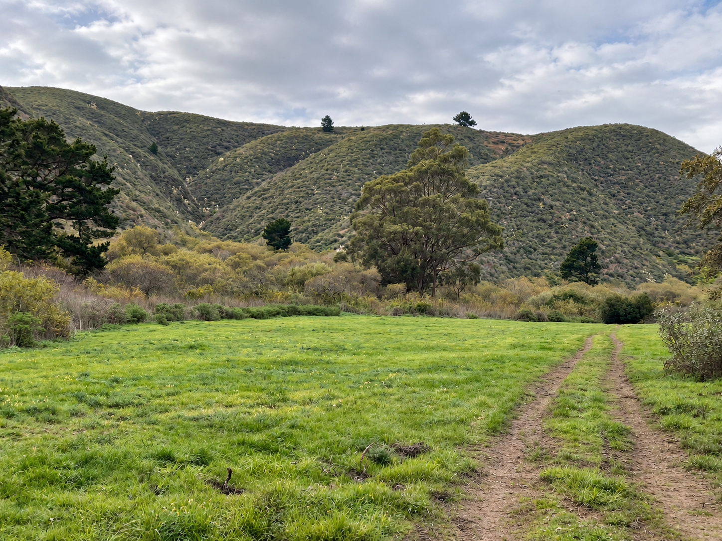 A wide green meadow with a dirt trail leading toward rolling, tree-dotted hills in El Granada